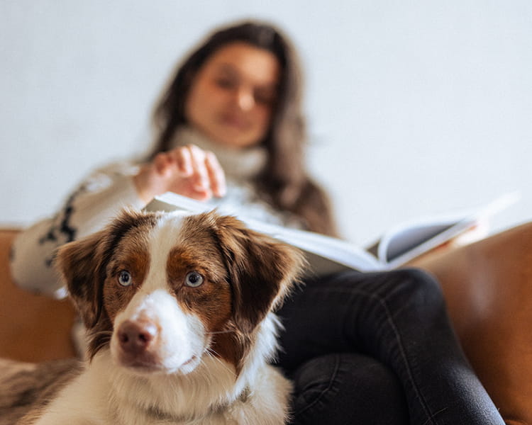 Pet dog by person on couch