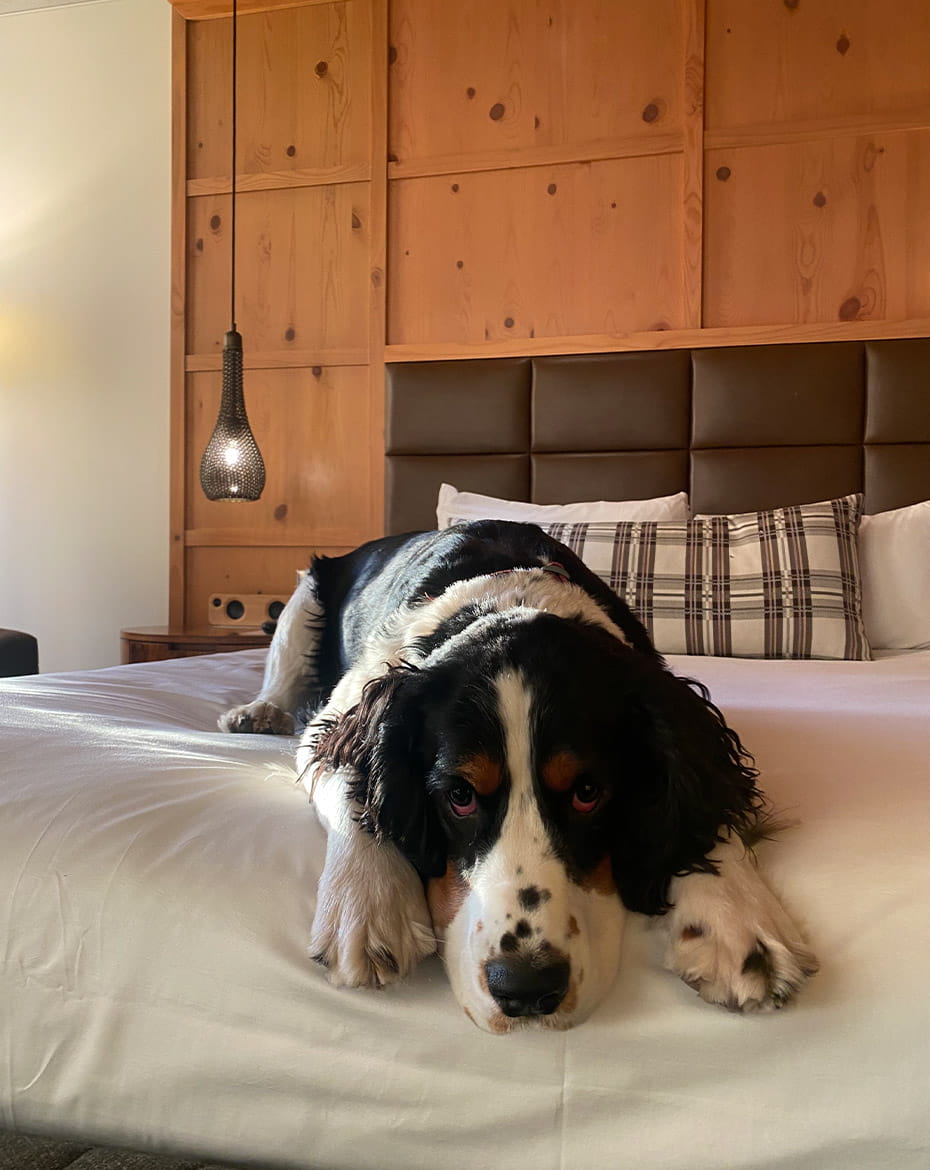 Dog on bed in room