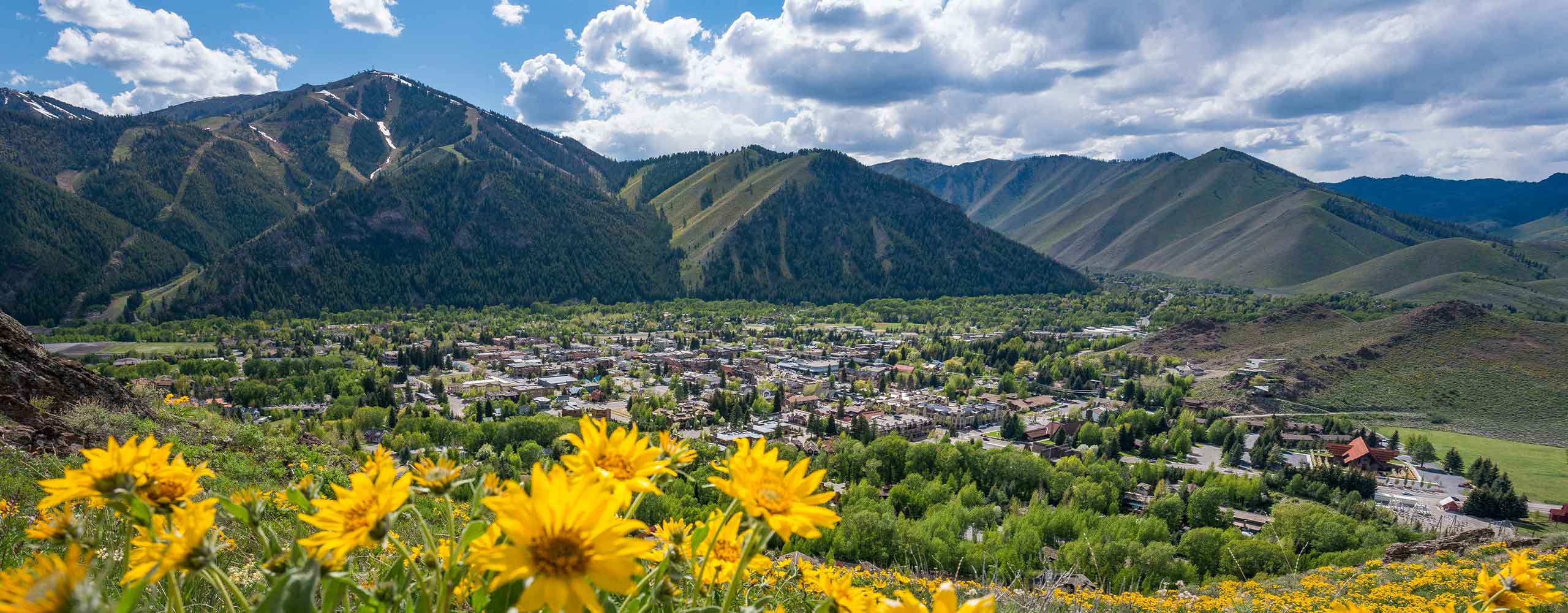 Wildflowers in Ketchum