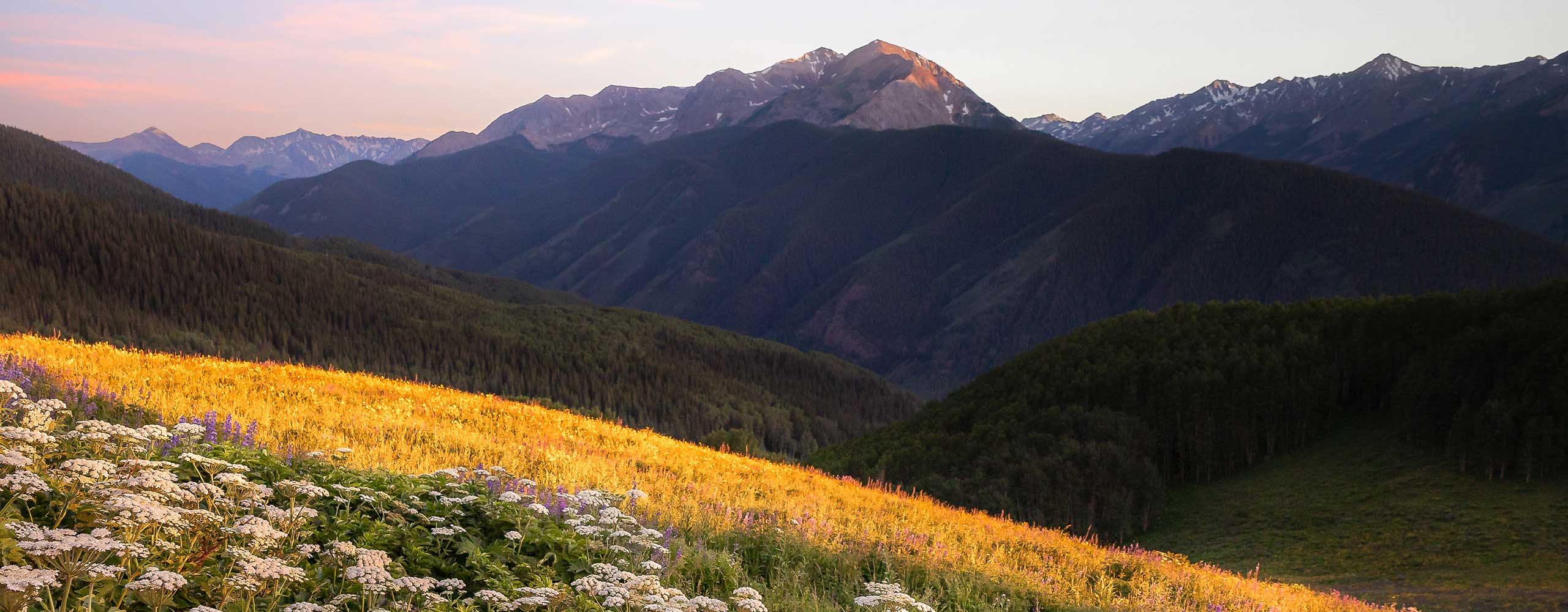 Flowers in Aspen